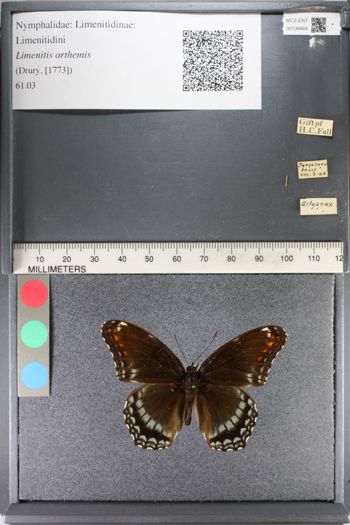 Media type: image;   Entomology 136664